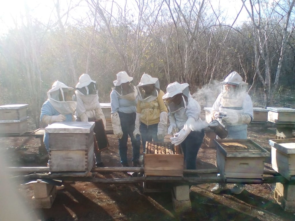 Pandemia impacta a apicultores; intermediarios 